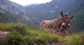 ânes Bendola 2005 - ânes