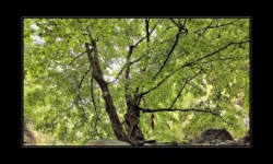 Bendola 2019 - Bel arbre au bivouac 4 Bendola 2019 - Bel arbre au bivouac 4