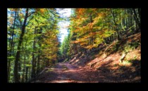 Route forestière de l'Altdorf