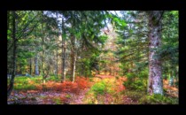 Après Altmatt, vers le Noll