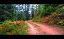 Route forestière de la Carrière
