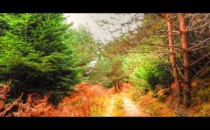 Sur le chemin des Bornes