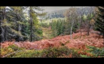 Vallon qui descend vers la maison forestière du Grossmann