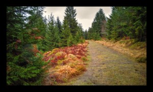 Route construite par les déportées de 14-18 Route construite par les déportées