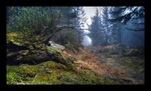 Chemin des Bornes vers la Baraque Carrée Chemin des Bornes vers la Baraque Carrée