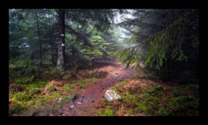 Chemin des Bornes vers la Baraque Carrée Chemin des Bornes vers la Baraque Carrée