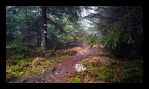 Chemin des Bornes vers la Baraque Carrée Chemin des Bornes vers la Baraque Carrée
