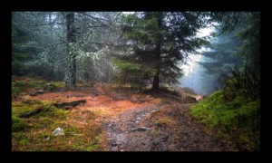 Chemin des Bornes vers la Baraque Carrée Chemin des Bornes vers la Baraque Carrée