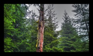 Chemin des Bornes vers la Baraque Carrée Chemin des Bornes vers la Baraque Carrée