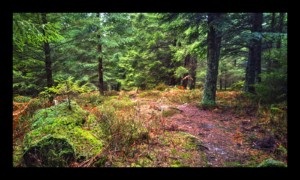 Sentier descendant au col de la Croix Simon Sentier descendant au col de la Croix Simon