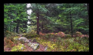 Sentier descendant au col de la Croix Simon Sentier descendant au col de la Croix Simon