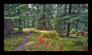 Sentier descendant au col de la Croix Simon Sentier descendant au col de la Croix Simon