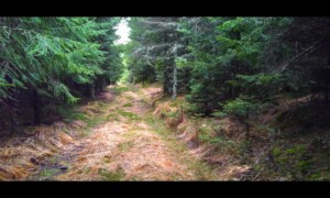 Chemin des Bornes avant la Baraque Carrée Chemin des Bornes avant la Baraque Carrée
