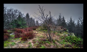 Sommet du Grand Rougimont Sommet du Grand Rougimont