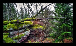 Sommet du Grand Rougimont Sommet du Grand Rougimont