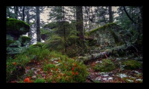 Forêt du Grossmann Forêt du Grossmann