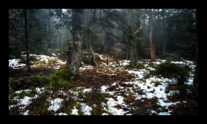 Forêt du Grossmann Forêt du Grossmann
