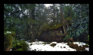 Forêt du Grossmann Forêt du Grossmann
