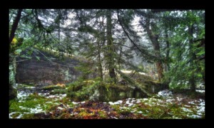 Forêt du Grossmann Forêt du Grossmann