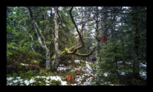 Forêt du Grossmann Forêt du Grossmann