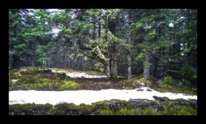 Forêt du Grossmann Forêt du Grossmann