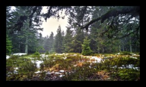 Forêt du Grossmann Forêt du Grossmann