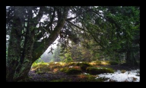 Forêt du Grossmann Forêt du Grossmann