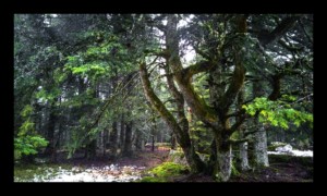 Forêt du Grossmann Forêt du Grossmann