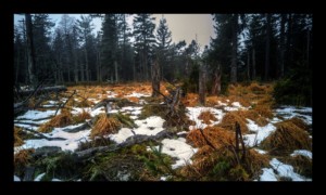 Forêt du Grossmann Forêt du Grossmann