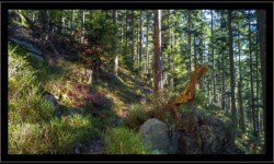 Montée vers la Croix Brignon Montée vers la Croix Brignon
