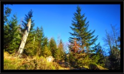 Montée vers la Croix Brignon Montée vers la Croix Brignon