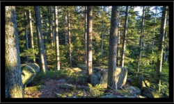En allant vers les Roches à Cupules En allant vers les Roches à Cupules