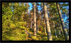Descente vers Vexaincourt depuis la Fontaine Colas Lorrain Descente vers Vexaincourt