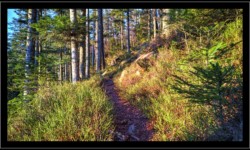Descente vers Vexaincourt depuis la Fontaine Colas Lorrain Descente vers Vexaincourt