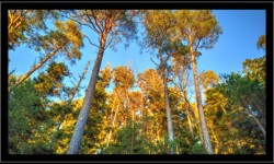 Descente vers Vexaincourt depuis la Fontaine Colas Lorrain Descente vers Vexaincourt