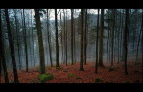Walscheid- La brume quitte lentement la forêt Walscheid- La brume quitte lentement la forêt
