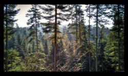 Montée vers les Roches de Todlaine Montée vers les Roches de Todlaine