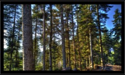 Montée vers les Roches de Todlaine Montée vers les Roches de Todlaine