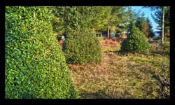 Buissons de houx sur les roches de Todlaine Buissons de houx sur les roches de Todlaine