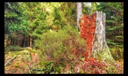 Sur les crêtes de la Boulée Sur les crêtes de la Boulée