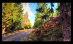 Route forestière vers la Haute Loge Route forestière vers la Haute Loge