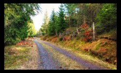 Route forestière vers la Haute Loge Route forestière vers la Haute Loge