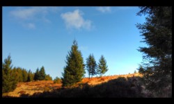 Chaume avant les crêtes de la Boulée Chaume avant les crêtes de la Boulée