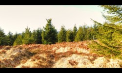 Chaume sur les crêtes de la Boulée Chaume sur les crêtes de la Boulée
