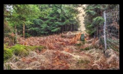 Sur les crêtes de la Boulée Sur les crêtes de la Boulée