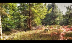 Sur les crêtes de la Boulée Sur les crêtes de la Boulée