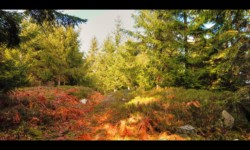 Sur les crêtes de la Boulée Sur les crêtes de la Boulée