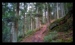 Montée vers le Jaegerhof depuis Enteneck Montée vers le Jaegerhof depuis Enteneck