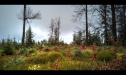 Sur le Grand Rosskopf Sur le Grand Rosskopf