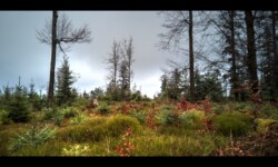 Sur le Grand Rosskopf Sur le Grand Rosskopf
